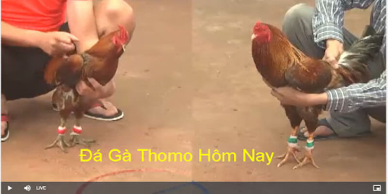 Cá cược đá gà thomo đơn giản thắng lớn tại THABET